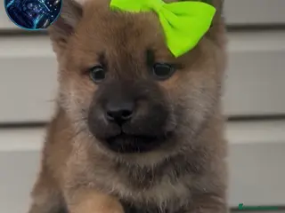 Shiba Inu perros Shiba inu - Anuncio 1