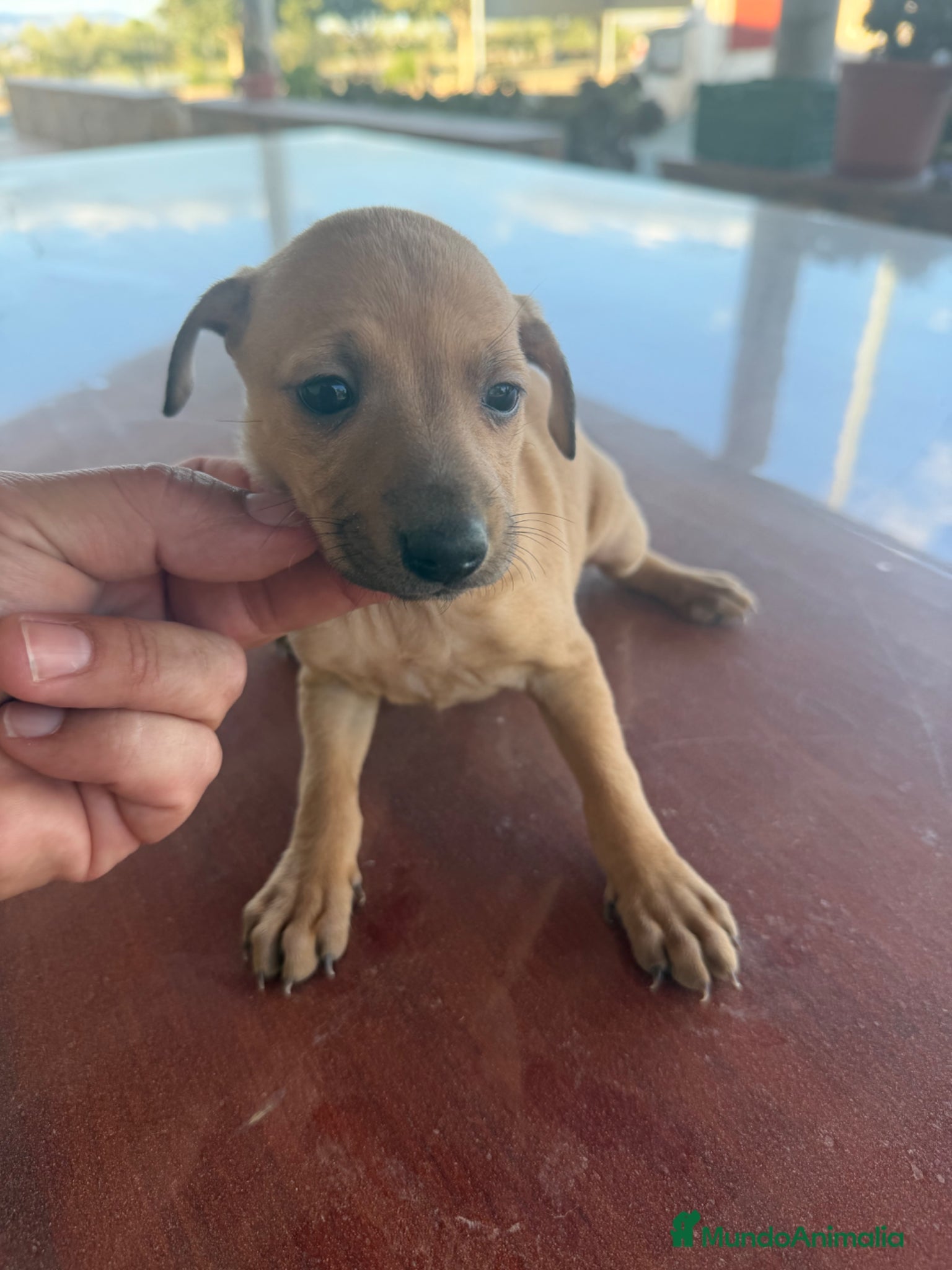 Pequeño Lebrel Italiano perros Hembra galgo italiano piccolo - Anuncio 2