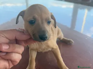 Pequeño Lebrel Italiano perros Hembra galgo italiano piccolo - Anuncio 2