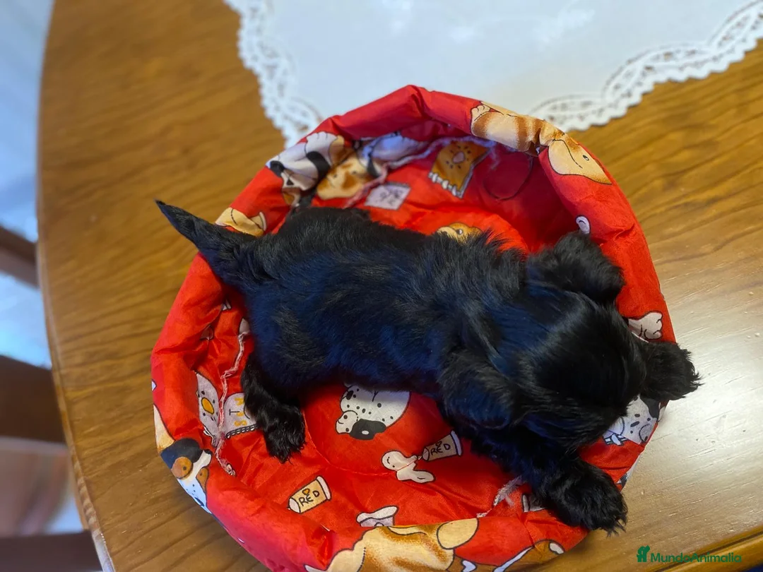 Maltipoo perros en venta: Maltipoo  - Anuncio 1