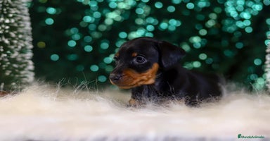 Pinscher Miniatura perros en Ciudad Real - Anuncio 12