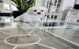 Bichón Maltés perros en venta: Cachorrito de bichon maltés macho - Imagen 1