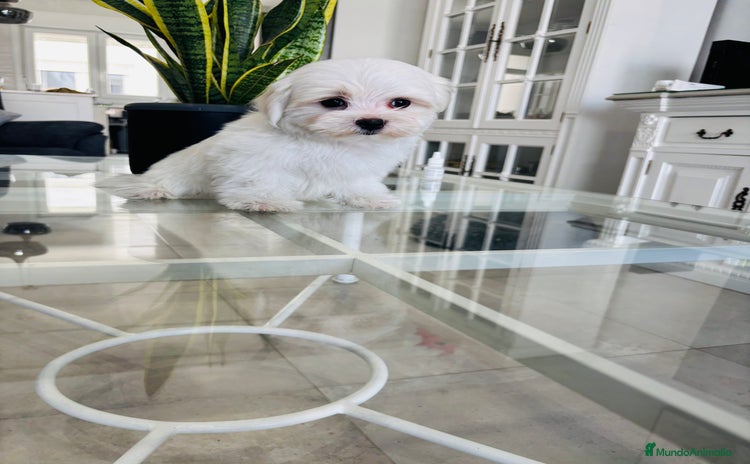 Bichón Maltés perros - Anuncio 1