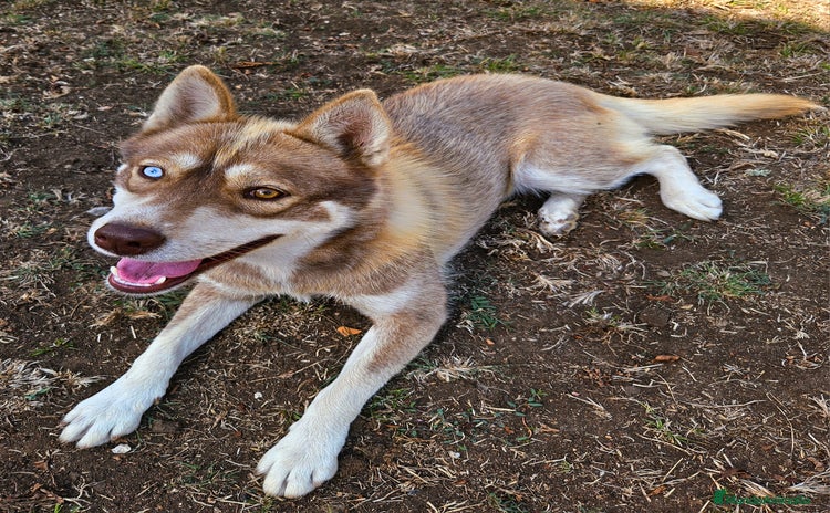 Husky Siberiano perros - Anuncio 2