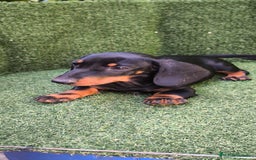 Teckel Miniatura perros en venta: teckel canichen  negro fuego  - Imagen 10