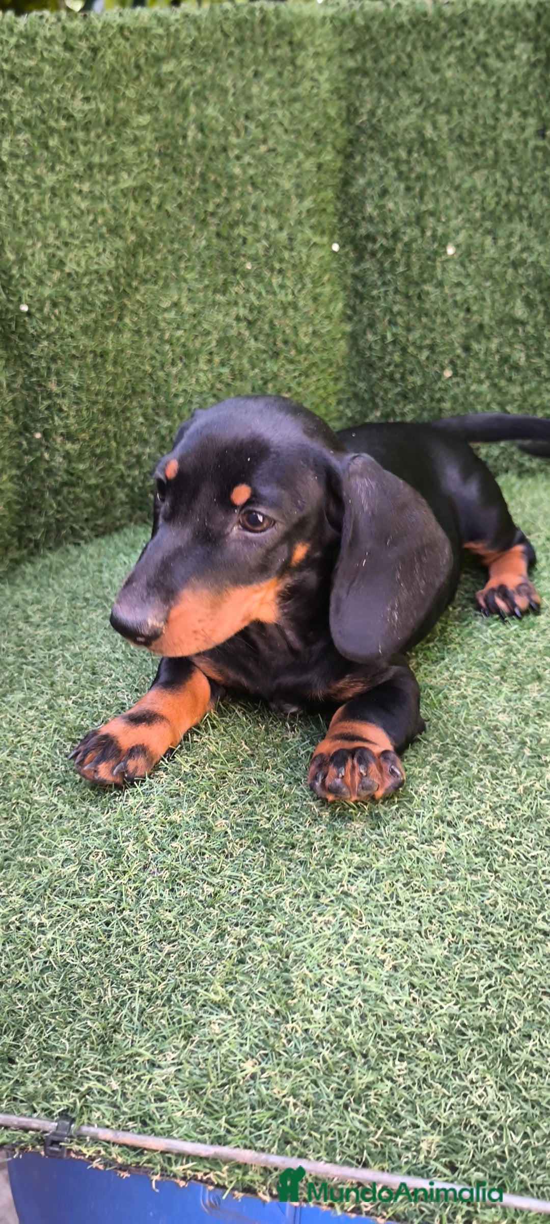 Teckel Miniatura perros en venta: teckel canichen  negro fuego  - Imagen 10