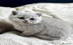 Británico de Pelo Corto gatos en venta: British Shortihair lilac - Imagen 1