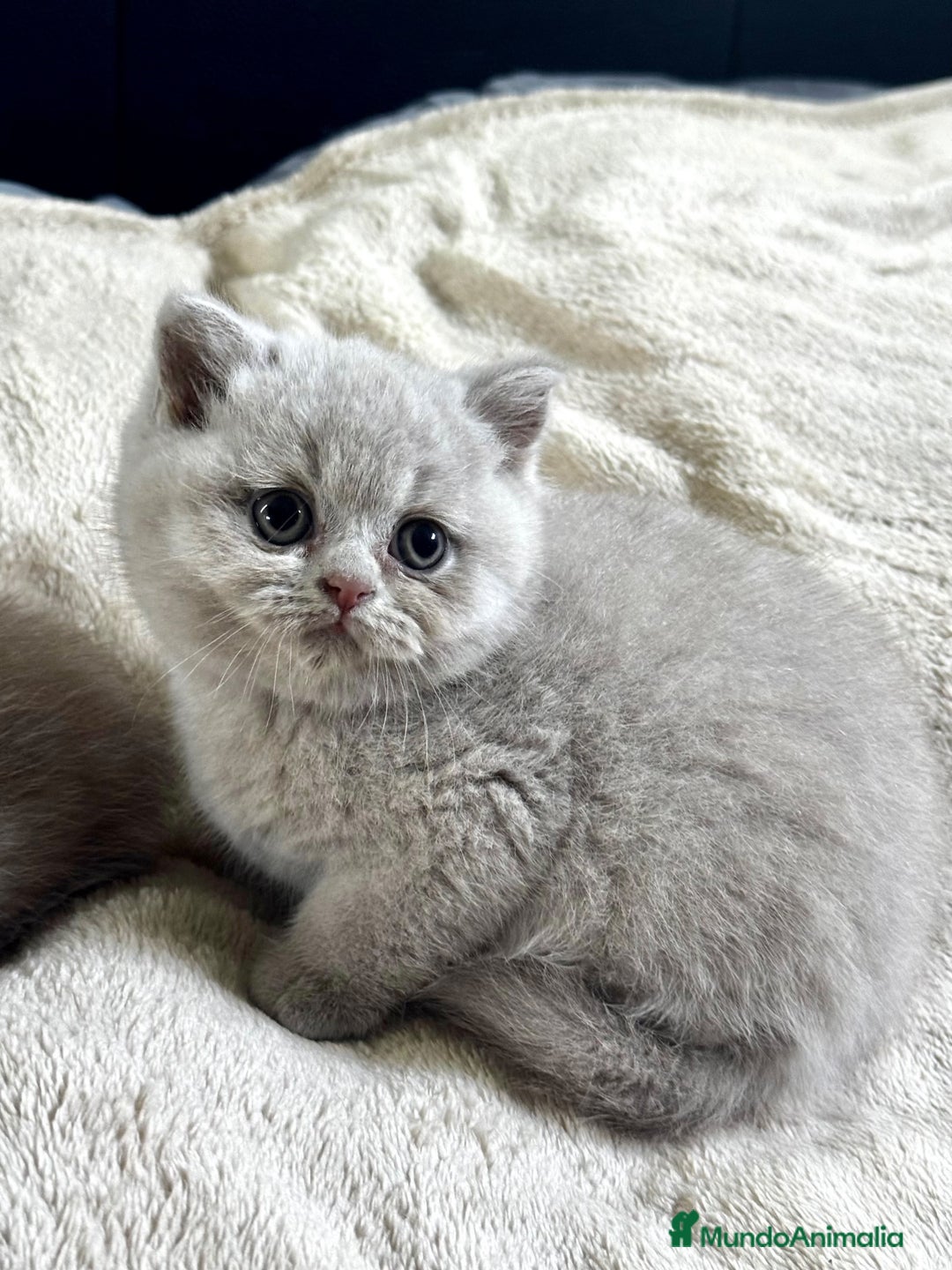 Británico de Pelo Corto gatos en venta: British Shortihair lilac - Imagen 1