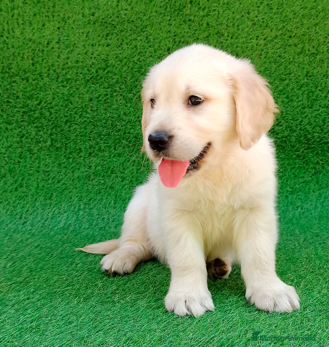 Golden Retriever perros en venta: Golden cachorro - Anuncio 10