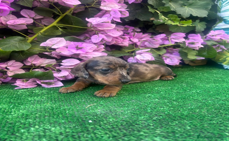 Teckel Miniatura perros - Anuncio 1