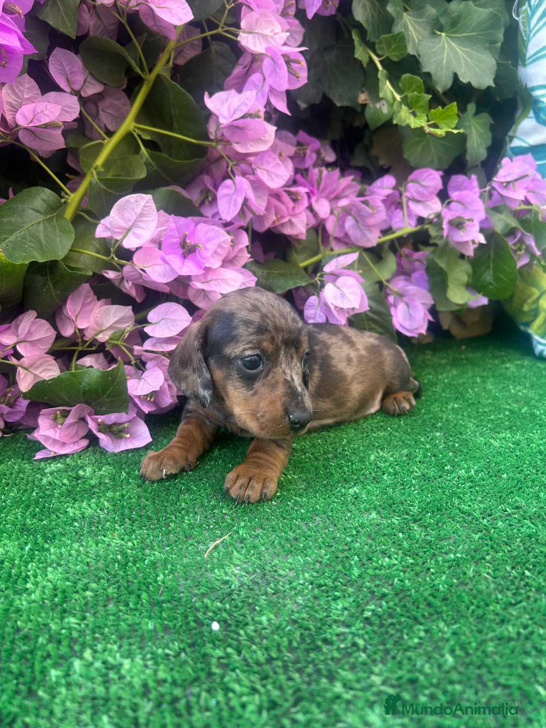 Teckel Miniatura perros en venta: teckel arlequin  - Imagen 1