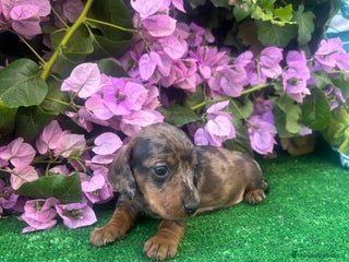 Teckel Miniatura perros - Anuncio 4