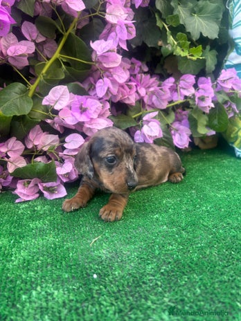 Teckel Miniatura perros - Anuncio 3