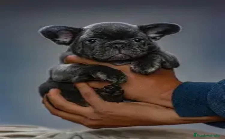 Bulldog Francés perros - Anuncio 5