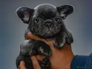 Bulldog Francés perros - Anuncio 2