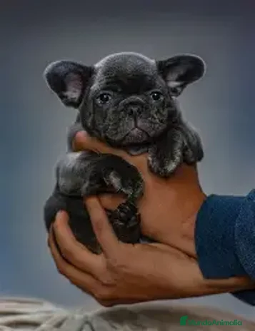 Bulldog Francés perros - Anuncio 2