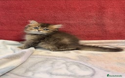 Británico de Pelo Largo gatos en venta: Monísimo British Golden de ojos verdes - Imagen 2