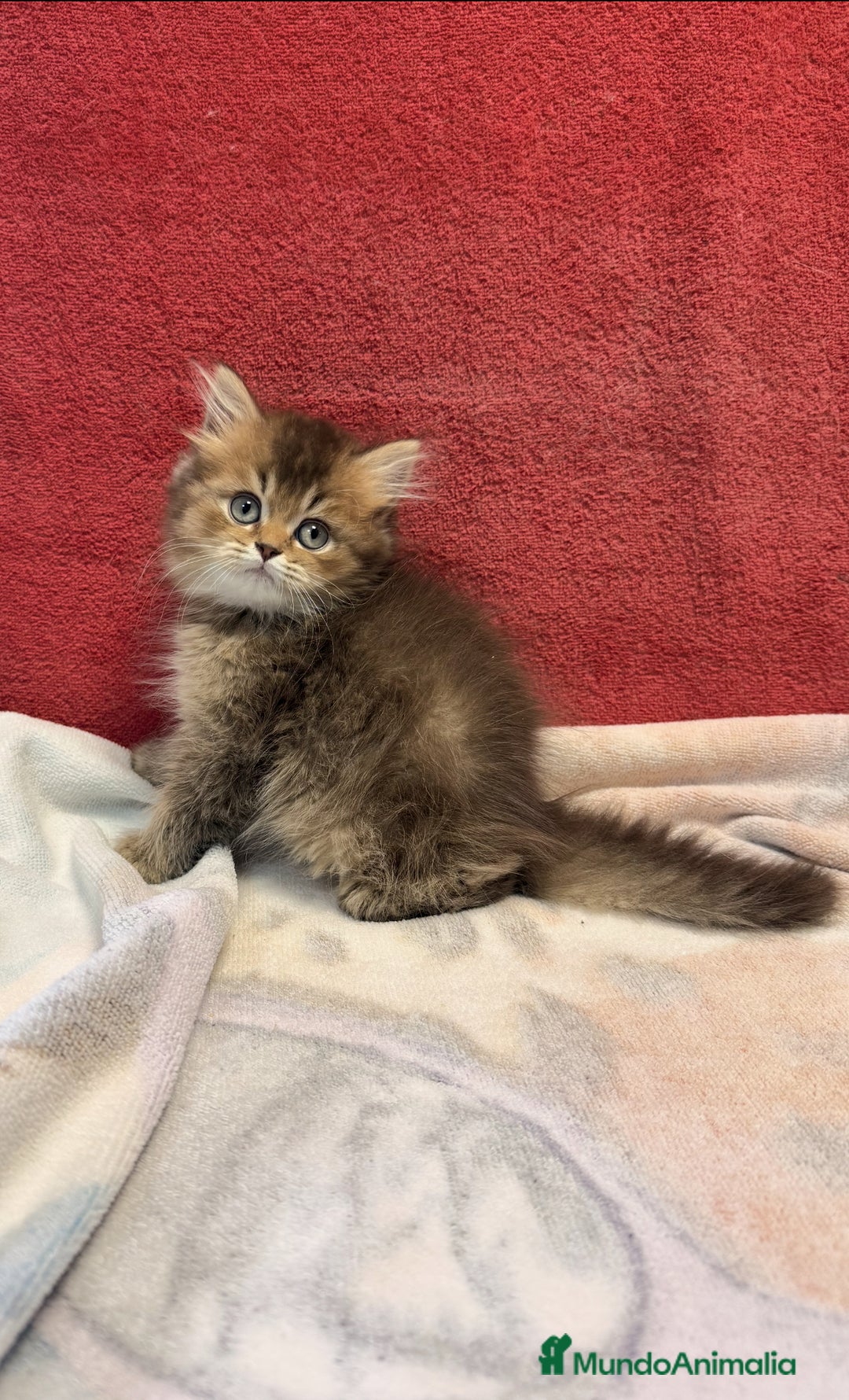Británico de Pelo Largo gatos en venta: Monísimo British Golden de ojos verdes - Imagen 2