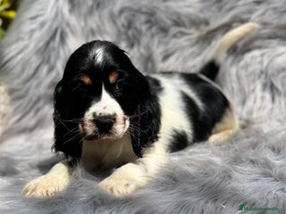 Cocker Spaniel Inglés perros en Barcelona - Anuncio 20