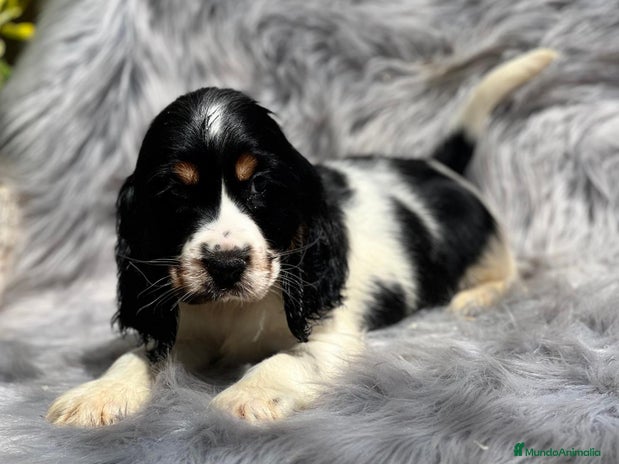 Cocker Spaniel Inglés perros en Barcelona - Anuncio 6