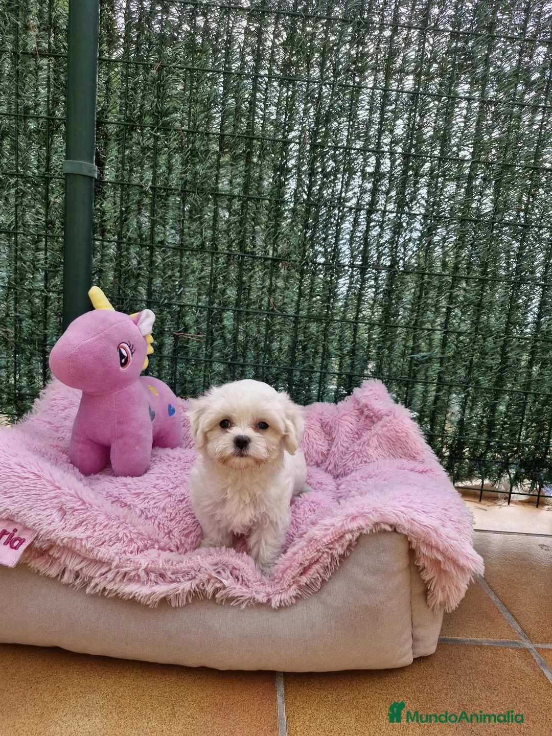 Bichón Maltés perros en venta: Bichón Maltés  en Barcelona - Anuncio 5