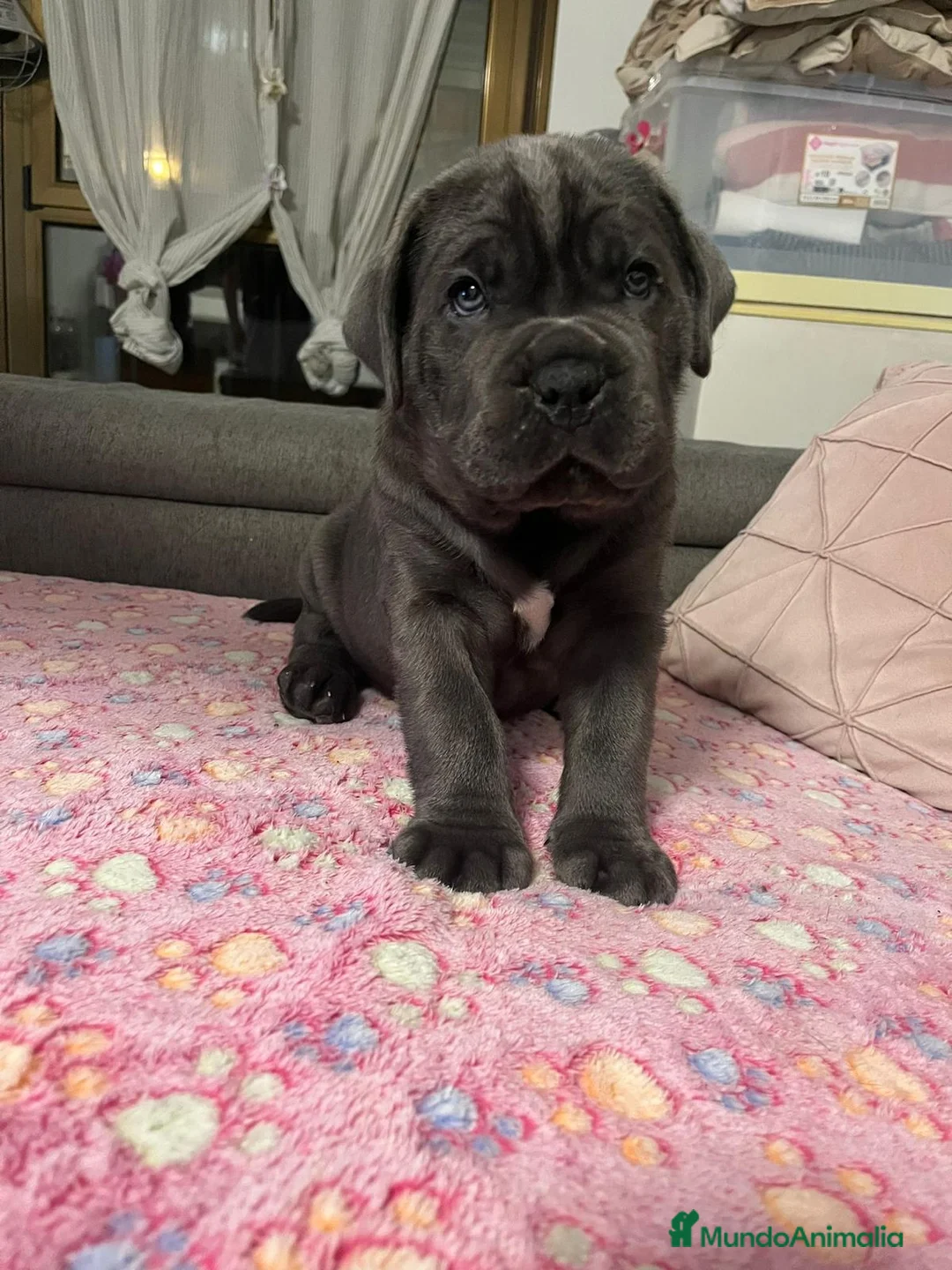 Cane Corso perros en venta: CANE CORSOS IMPRESIONANTES - Anuncio 6