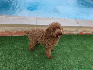 Caniche Toy perros Caniche Toy - Anuncio 25