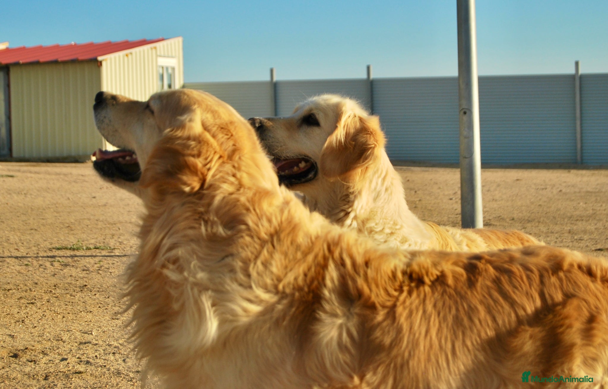 Golden Retriever perros Cachorros de Golden Retriever del Alto del Pago - Anuncio 1