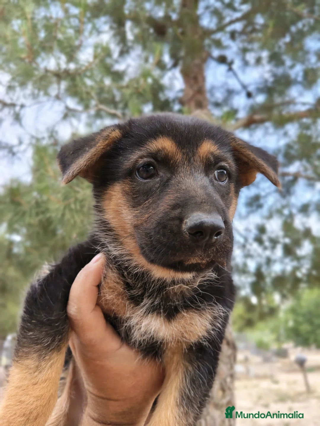 Pastor Alemán perros en venta: Pastor Alemán  - Anuncio 7