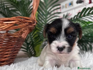 Yorkshire Terrier perros YORKSHIRE BIEWER MACHO - Anuncio 1