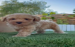 Caniche Toy perros en venta: CANICHE TOY MACHO - Imagen 20