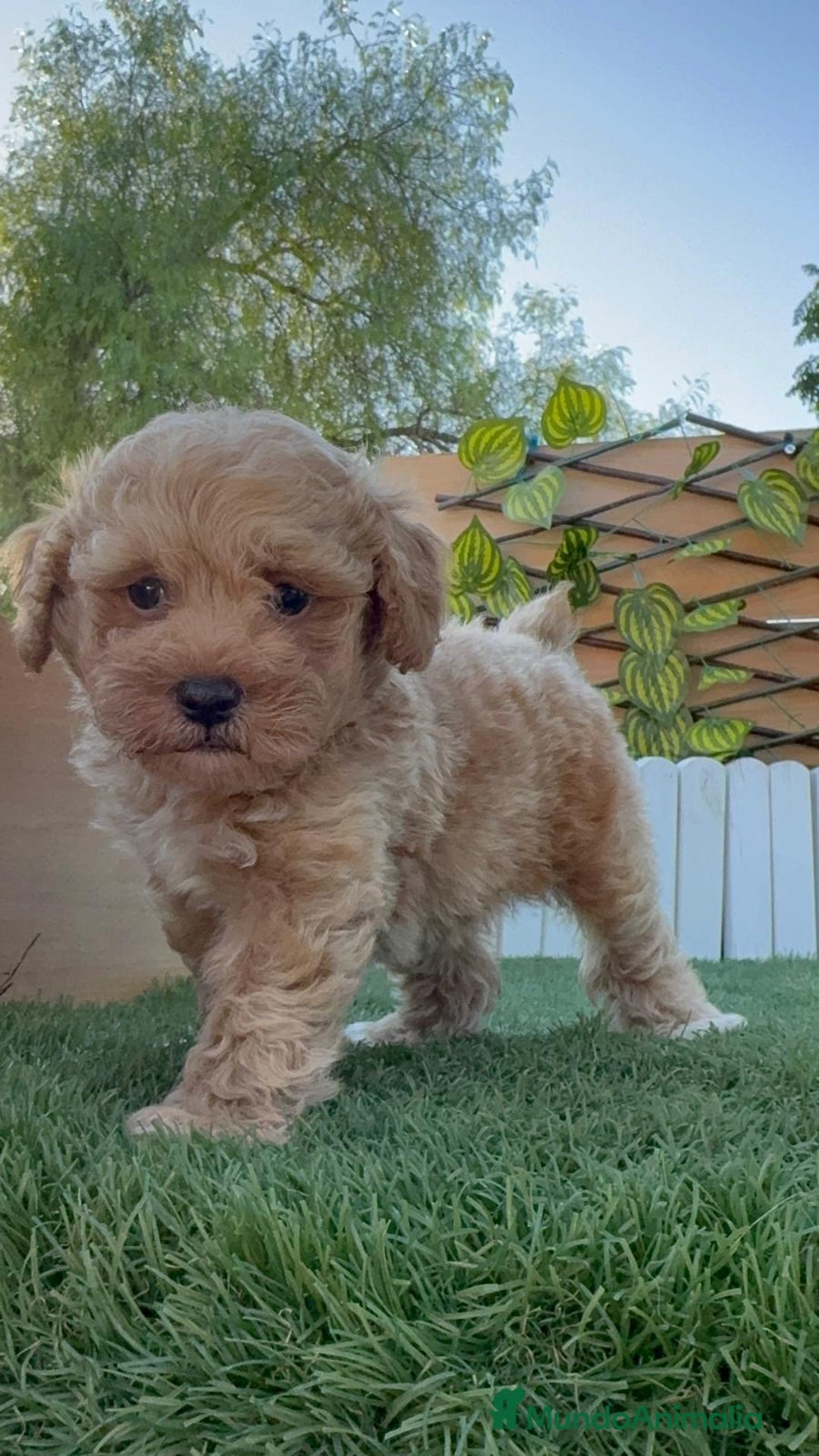 Caniche Toy perros en venta: CANICHE TOY MACHO - Imagen 20
