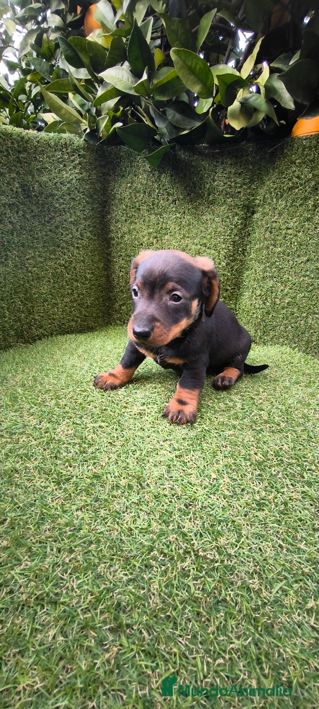 Teckel Miniatura perros en venta: camada teckel arlequín y todos los colores  - Anuncio 40