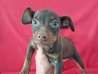 Pinscher Miniatura perros Pincher Miniatura Chocolate - Anuncio 1