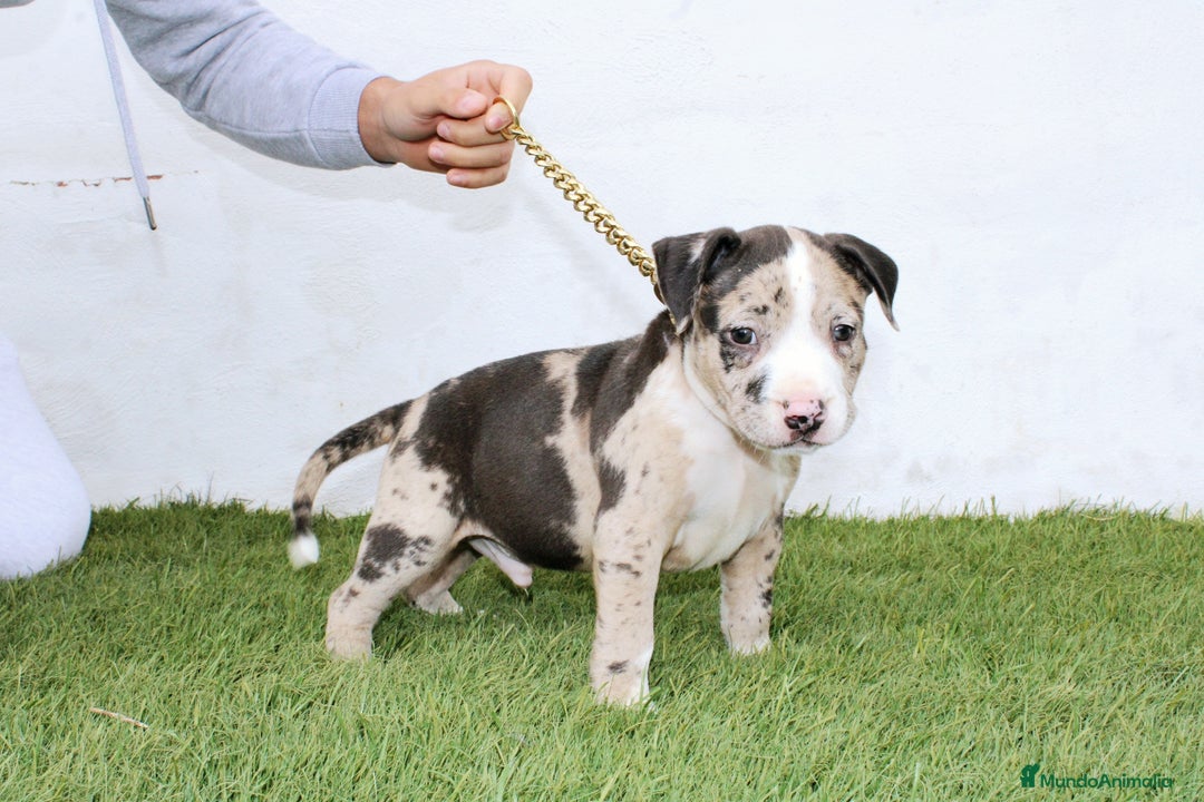 American Pit Bull Terrier perros en venta: American pitbull terrier unico en españa  - Imagen 8