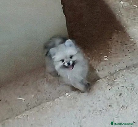 Pomerania perros PRECIOSAS HEMBRITAS POMERANIAS - Anuncio 33