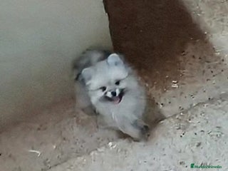 Pomerania perros - Anuncio 22