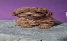 Caniche Toy perros en venta: CANICHE TOY ♂️♀️ - Imagen 1