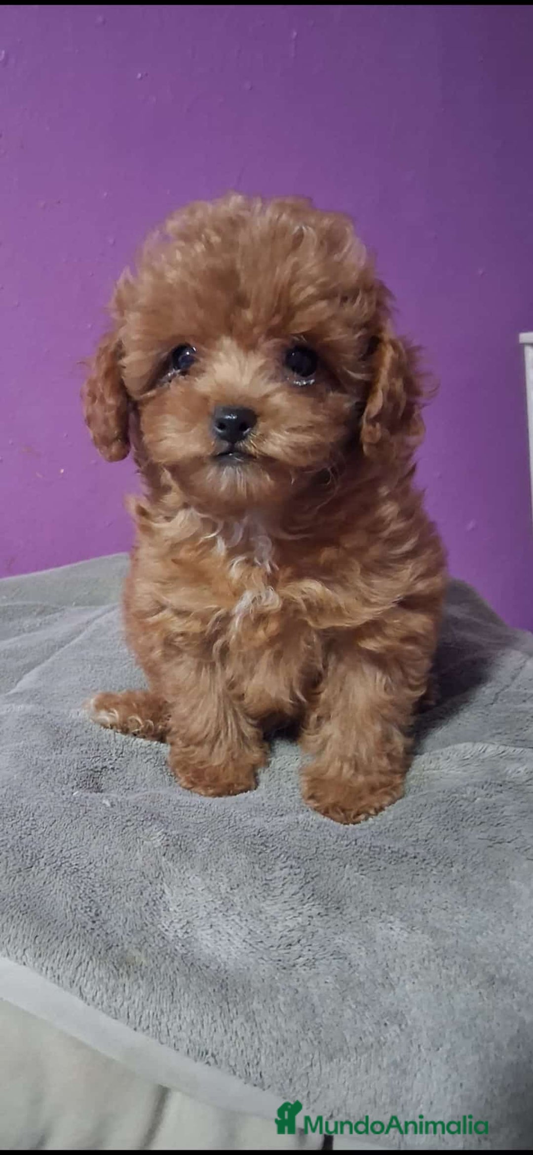 Caniche Toy perros en venta: CANICHE TOY ♂️♀️ - Imagen 1