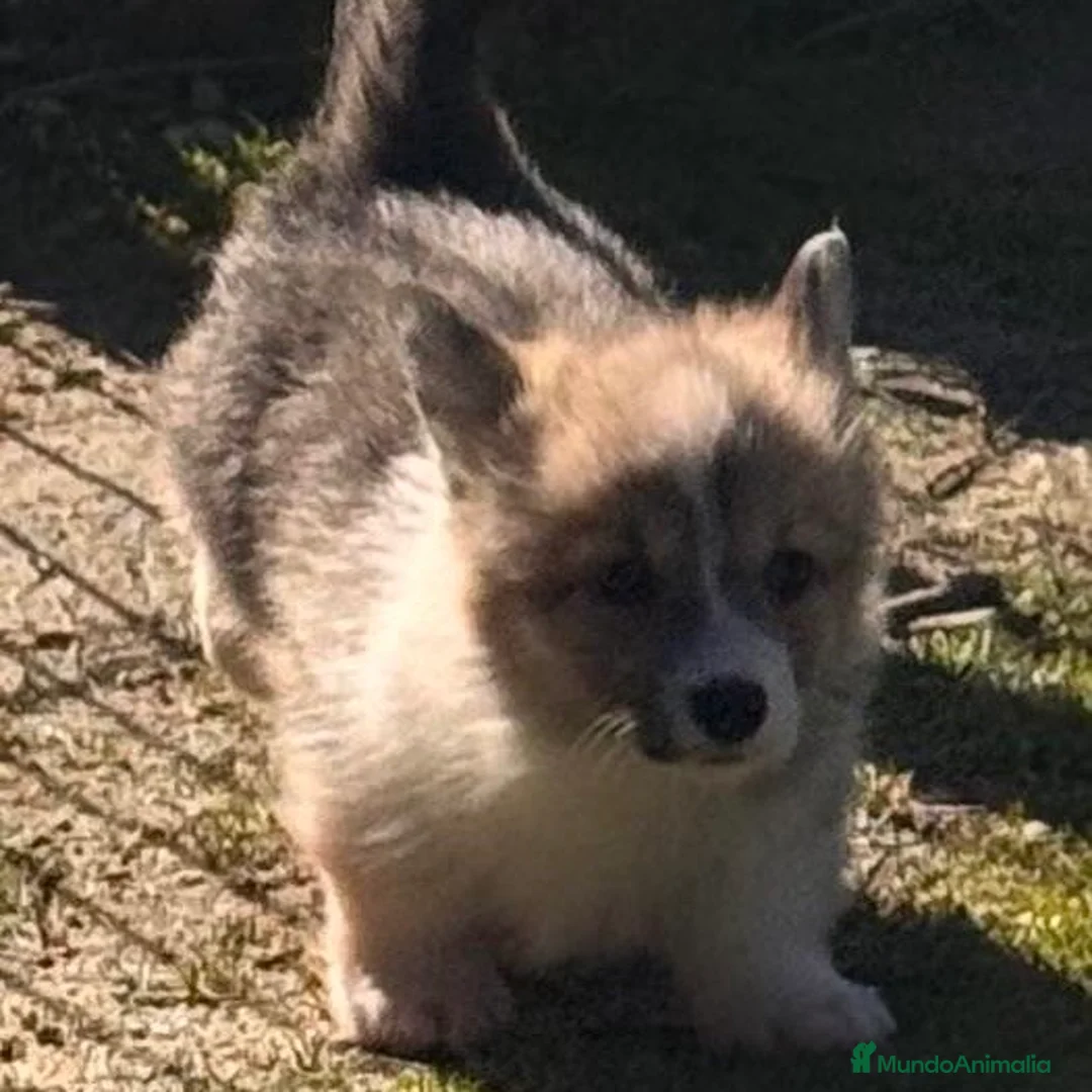 Welsh Corgi Pembroke perros en venta: Corgi - Anuncio 2