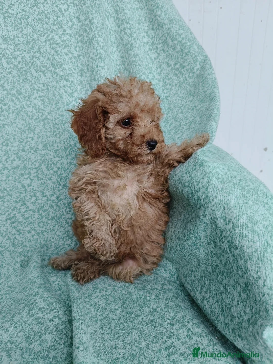 Caniche Toy perros en venta: Caniche Toy - Anuncio 1