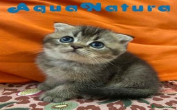 Scottish Fold gatos en venta: Scottish Fold Macho 6413 AQUANATURA - Imagen 1
