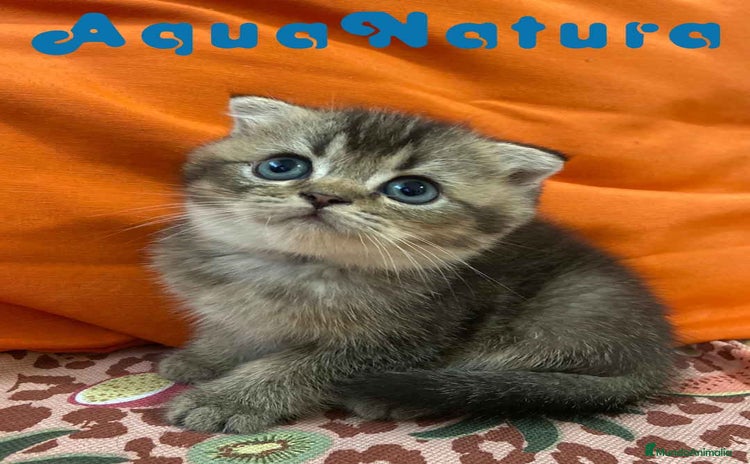 Scottish Fold gatos - Anuncio 7