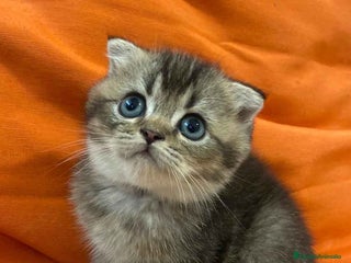 Scottish Fold gatos - Anuncio 17