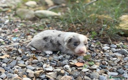 Border Collie perros en venta: 🐾 CACHORROS BORDER COLLIE DE ALTA CALIDAD 🐾 - Anuncio 1