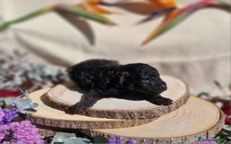 Caniche Toy perros en venta: Preciosos caniches phantom  - Anuncio 4