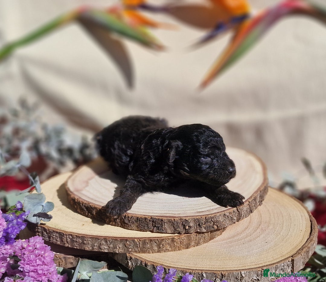 Caniche Toy perros en venta: Preciosos caniches phantom  - Anuncio 4