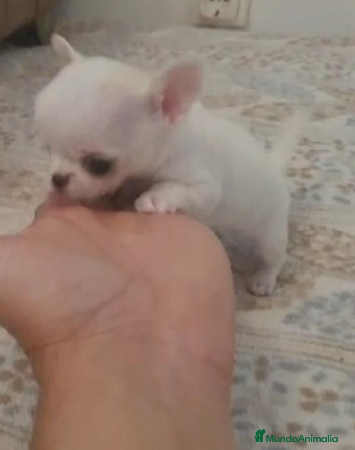 Chihuahua perros CHIHUAHUAS MINI TOYS - Anuncio 2
