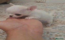 Chihuahua perros en venta: CHIHUAHUAS MINI TOYS - Imagen 2