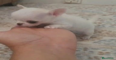 Chihuahua perros CHIHUAHUAS MINI TOYS - Anuncio 1